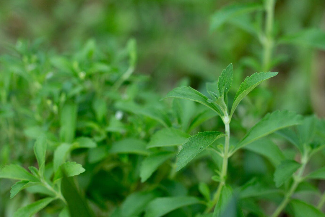 All about Stevia