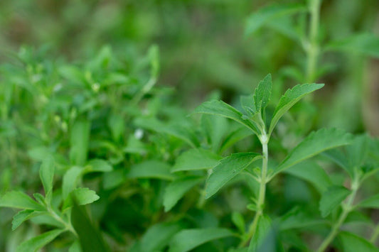All about Stevia